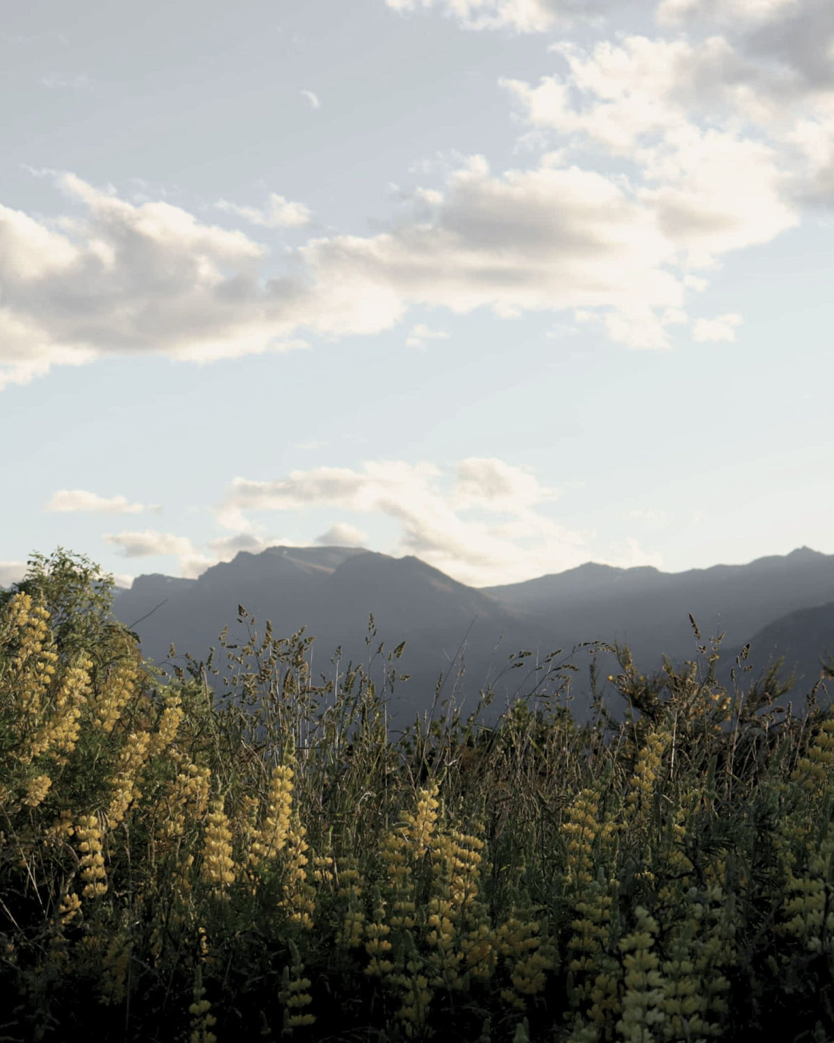 Wild lupins in front of mountains under an evening sky in New Zealand