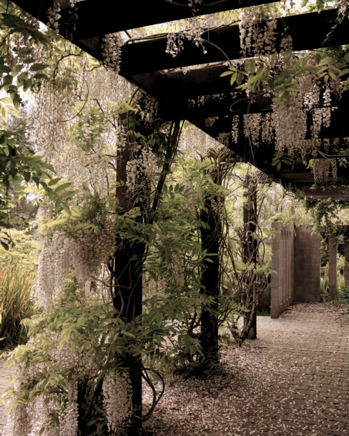 A wisteria-covered walkway in a New Zealand garden